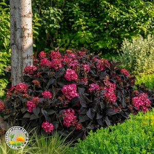 tamnolisna hortenzija roze boje Tamnolisna Hortenzija