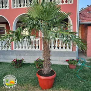 Zimootporna Lepezasta Palma (Trachycarpus fortunei)