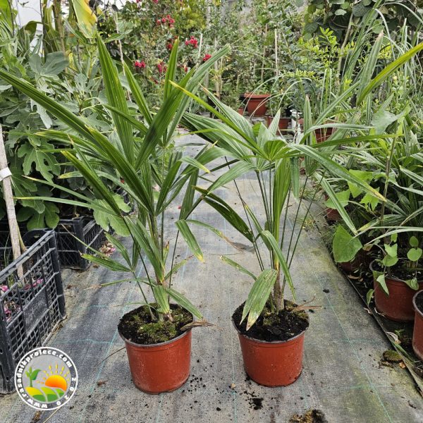 Zimootporna Lepezasta Palma (Trachycarpus fortunei)