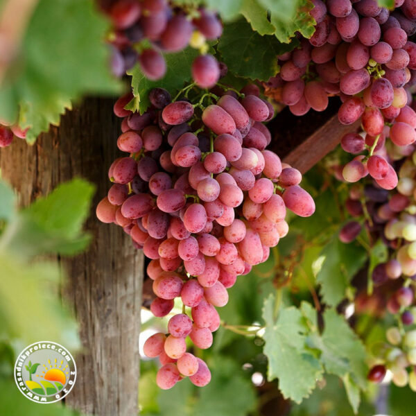 bezsemeno grozdje roze