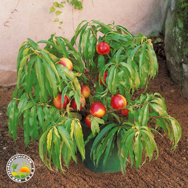 Patuljasta Mini Nektarina