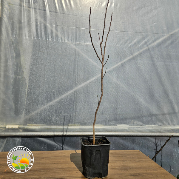 Trogodišnje Sadnice Pistaća (Pistacia Vera)