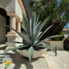 Plava Agava (Agave Americana)