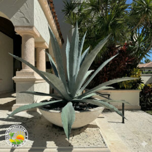 Plava Agava (Agave Americana)
