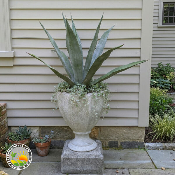 Plava Agava (Agave Americana)