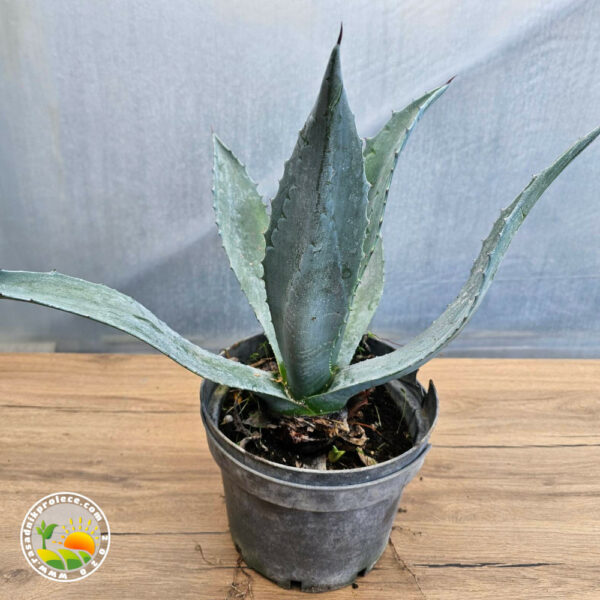 Plava Agava (Agave Americana)