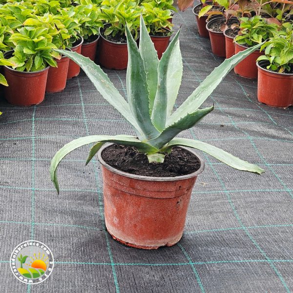 Slika uživo za Plava Agava (Agave Americana)