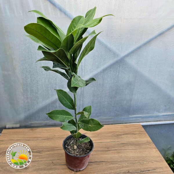 Slika proizvoda uživo