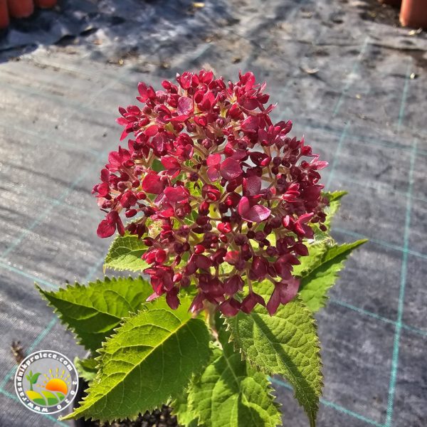 Roza Drvenasta Hortenzija (Vanille Fraise)