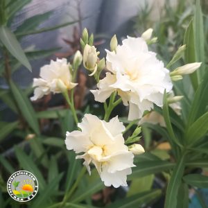 Oleander Beli Dupli