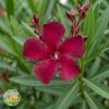 Bordi Oleander