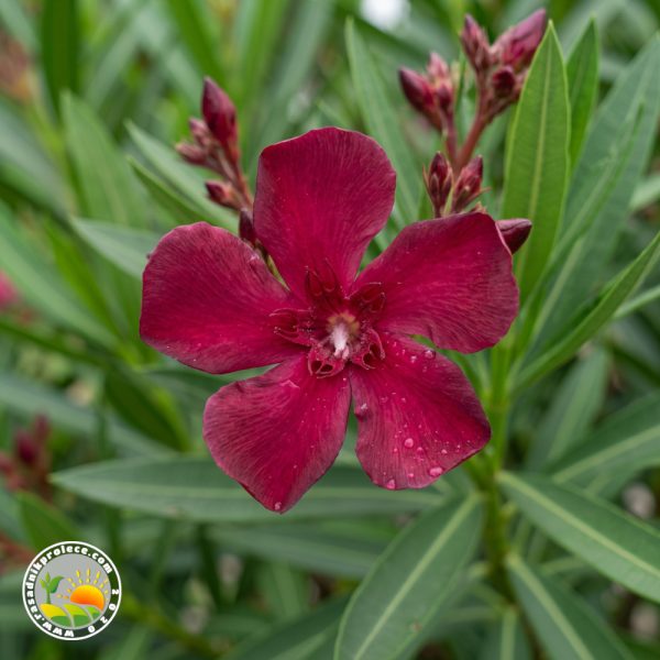 Bordi Oleander