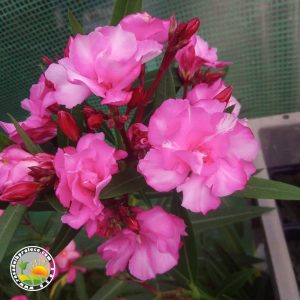 Oleander Rozi Gusti