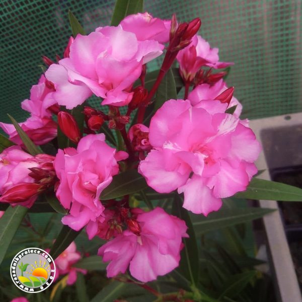 Oleander Rozi Gusti