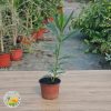 oleander sadnica u saksiji Oleander Žuti Dupli
