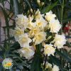 oleander zuti dupli cvet Oleander Žuti Dupli
