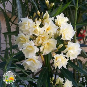 oleander zuti dupli cvet Oleander Žuti Dupli