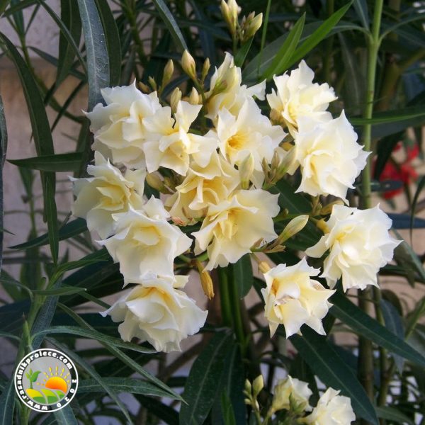 oleander zuti dupli cvet Oleander Žuti Dupli