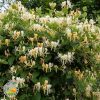 orlovi nokti Orlovi Nokti (Lonicera Japonika)