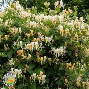 Orlovi Nokti (Lonicera Japonika)