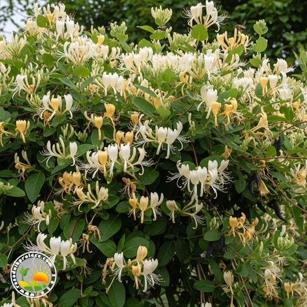 orlovi nokti Orlovi Nokti (Lonicera Japonika)