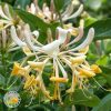 orlovi nokti cvet Orlovi Nokti (Lonicera Japonika)