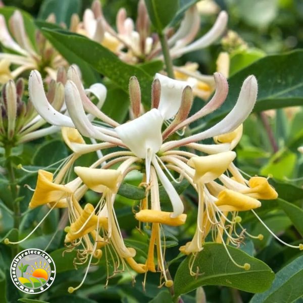 orlovi nokti cvet Orlovi Nokti (Lonicera Japonika)