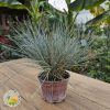 plava trava sadnica u saksiji Plava Ukrasna Trava (Festuca Glauca)
