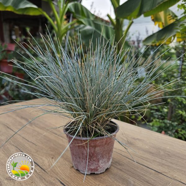 Plava Ukrasna Trava (Festuca Glauca)