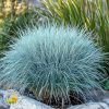 plava trava u basti Plava Ukrasna Trava (Festuca Glauca)