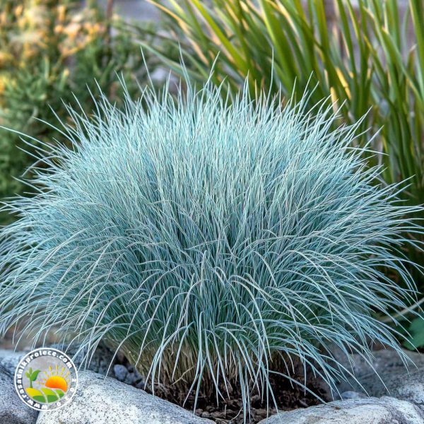 plava trava u basti Plava Ukrasna Trava (Festuca Glauca)