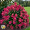 Roza Drvenasta Hortenzija (Vanille Fraise)