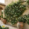Zimzeleni Zvezdasti Jasmin