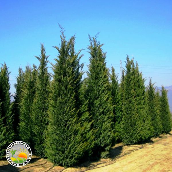 lejlandski čempres Lejlandski Čempres